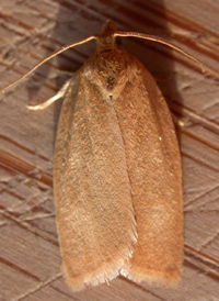 Xenotemna pallorana